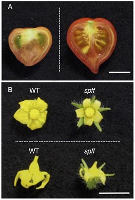 Loss-of-Function of a Tomato Receptor-Like Kinase Impairs Male Fertility and Induces Parthenocarpic Fruit Set